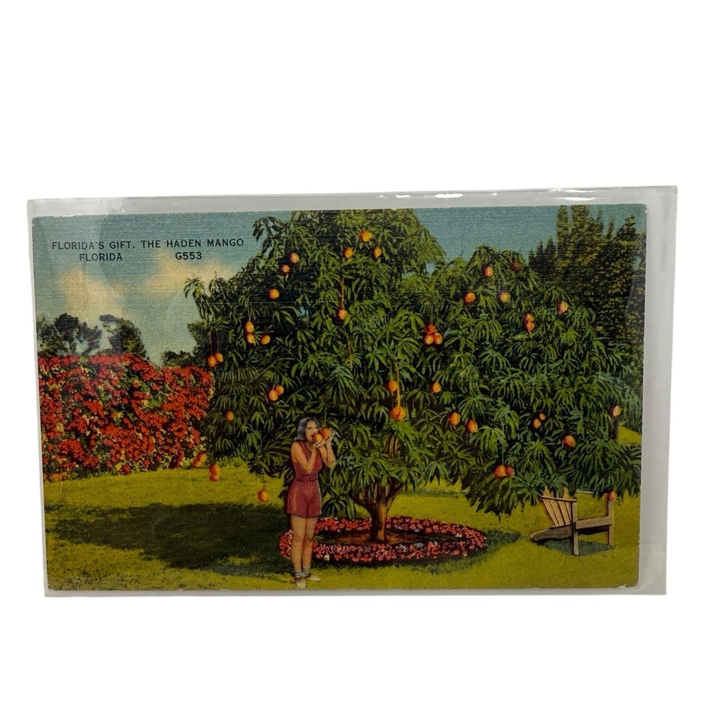 Vintage‎ Linen Postcard The Haden Mango Florida Trees Colourpicture Publication